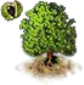 chestnut.png