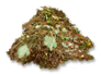 Compost organic.png