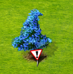 gata.png