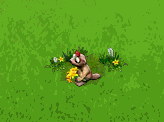 Marmota cu flori.gif