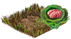 Varza cerebrala mica.png